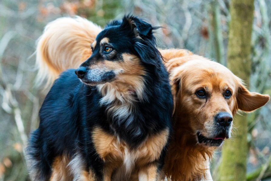 Westchester for Dogs: The Best Places to Explore with Your Pup